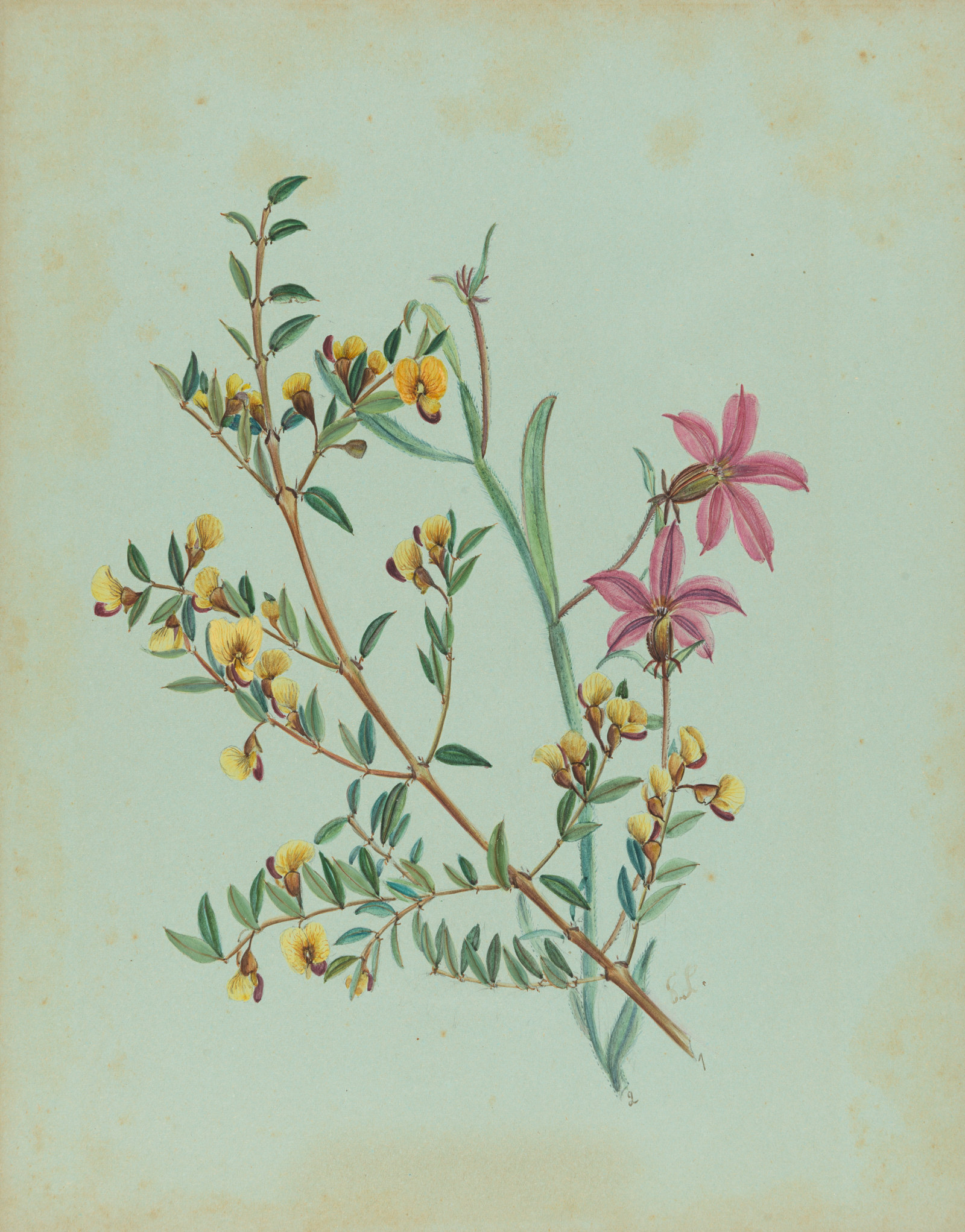1. Bossiaea kiamensis 2. Scaevola ramosissima: watercolour by Gertrude Lovegrove, c1891