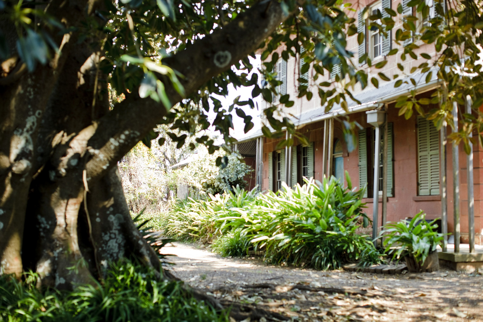 Outside view of the Main House at Rouse Hill House and Farm. Fig tree in foreground.