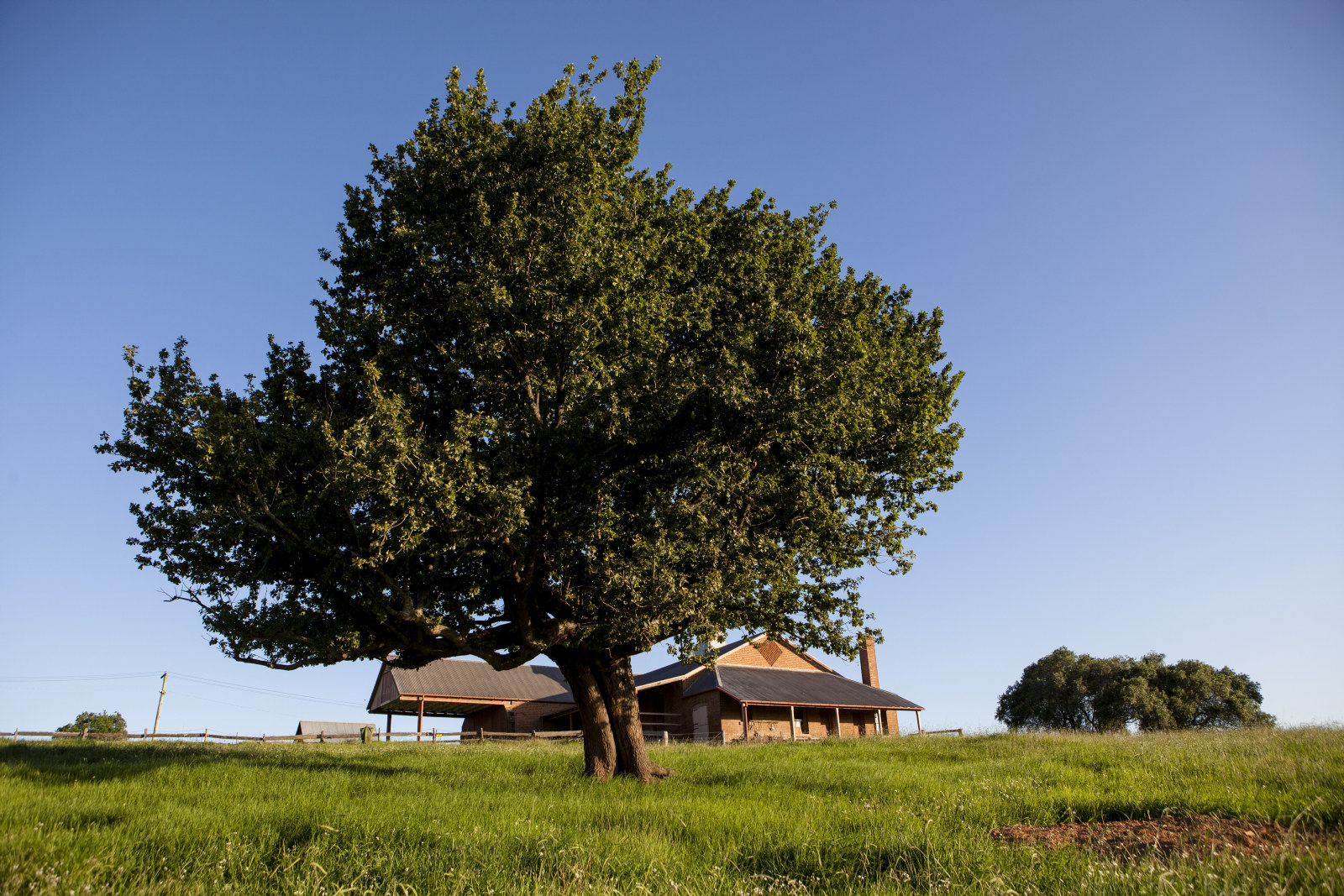 Tree with stables in the background, Rouse Hill House and Farm   