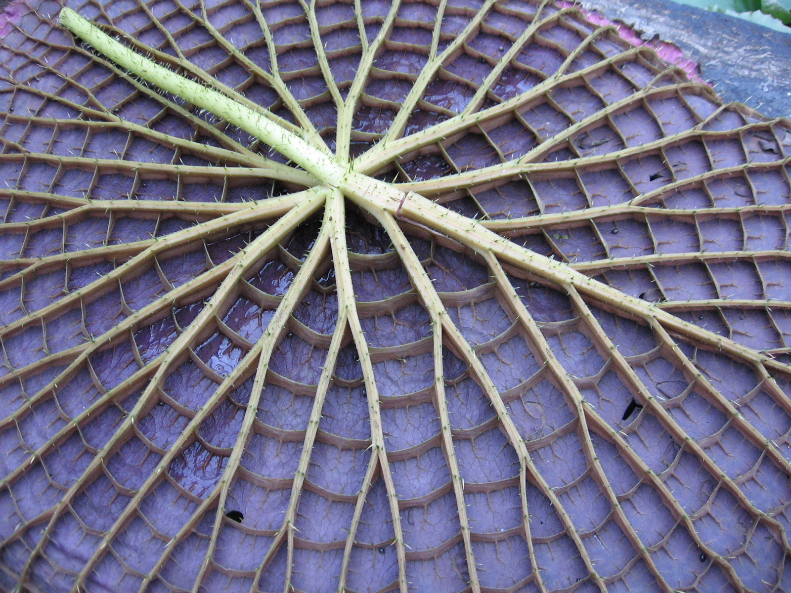 The complex green ribbing on the purple underside of the Victoria amazonica