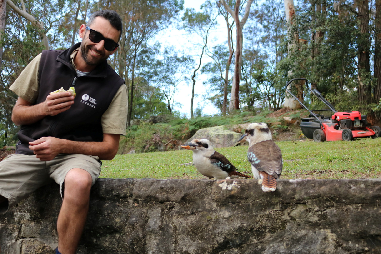 Two kookaburras sit on the wall next to Leigh eagerly awaiting any food