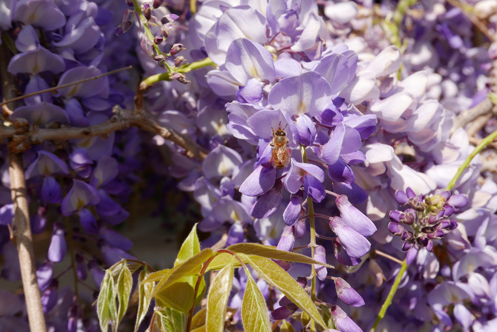 A European honey bee collects pollen from the wisteria at Vaucluse House