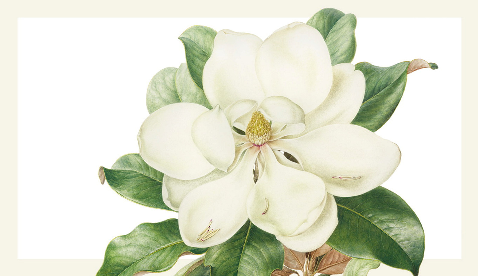 Botanical illustration of Magnolia grandiflora (Bull bay or southern magnolia) by Jenny Phillips, 2015.