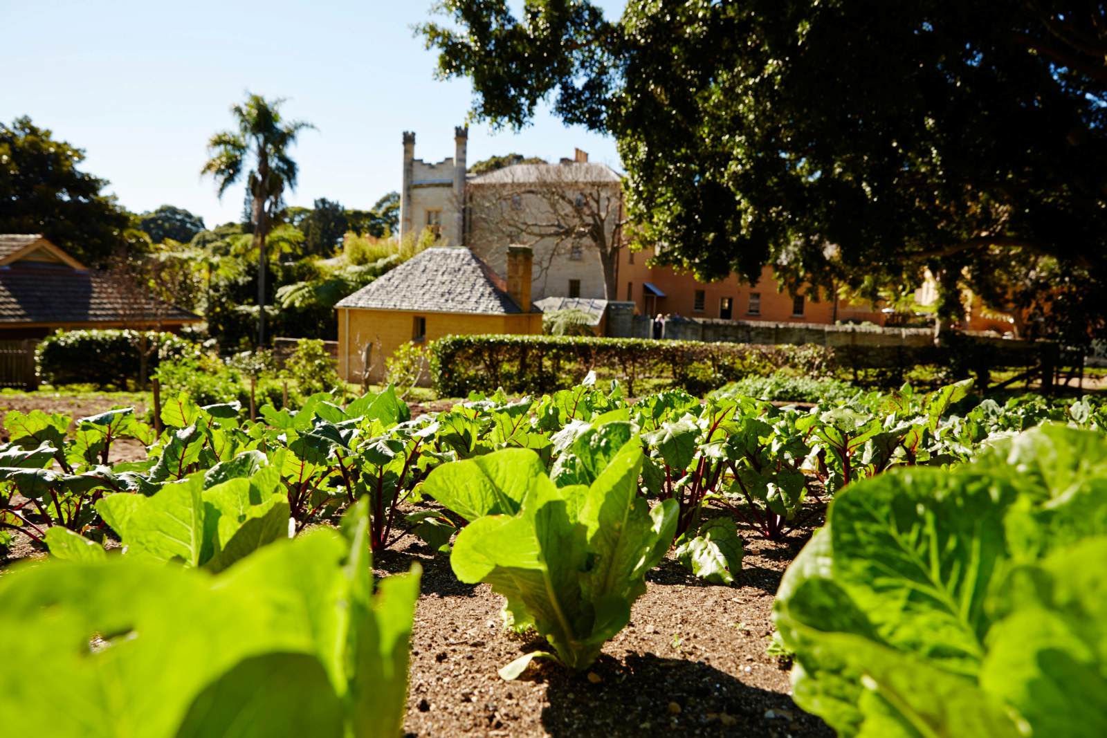 View looking over the kitchen garden at Vaucluse house on a sunny day with clear skies. In the foreground are rows of plants arranged very neatly and the house can be seen in the background.