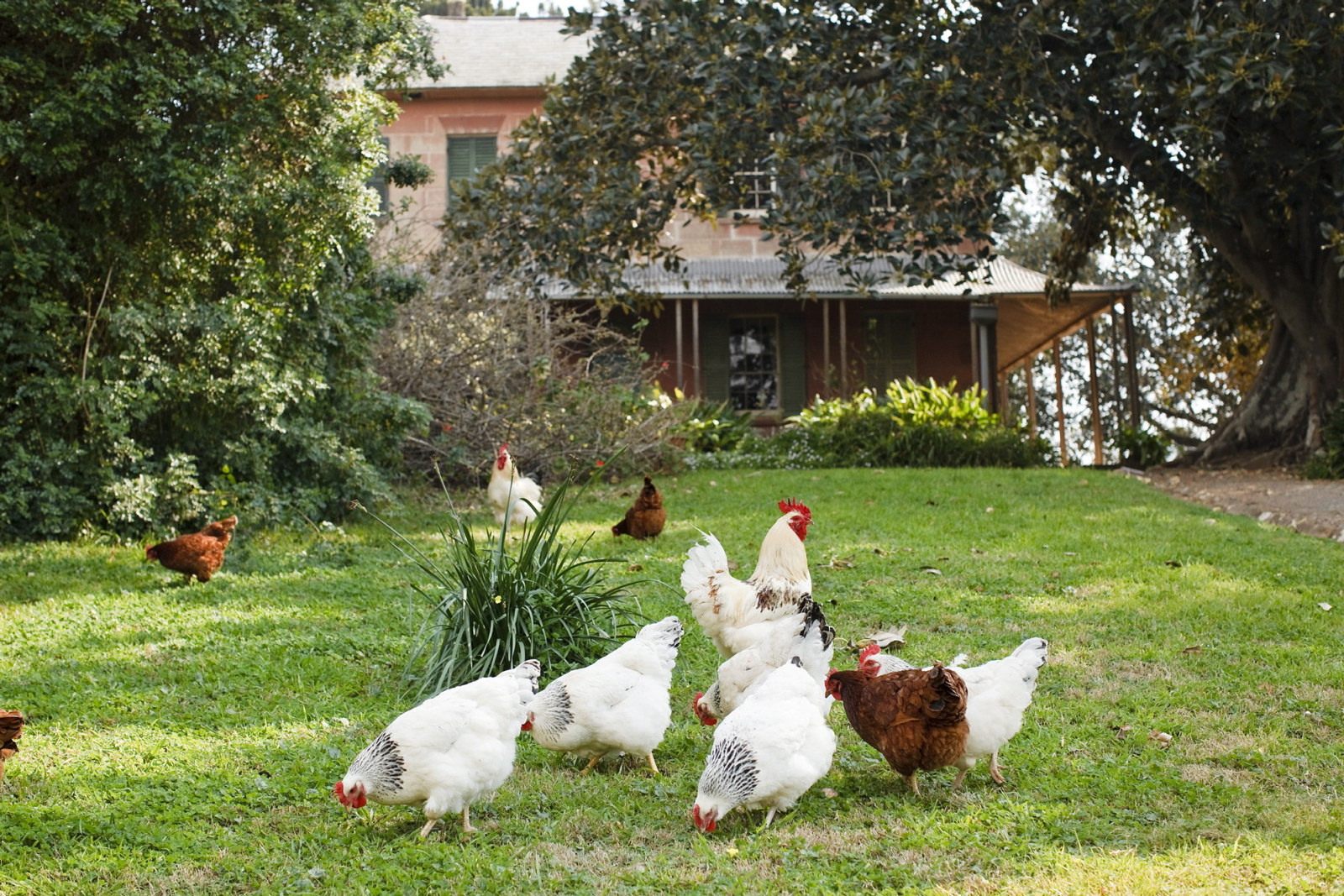 Outside view of the Main House at Rouse Hill House and Farm. Group of chickens in the garden