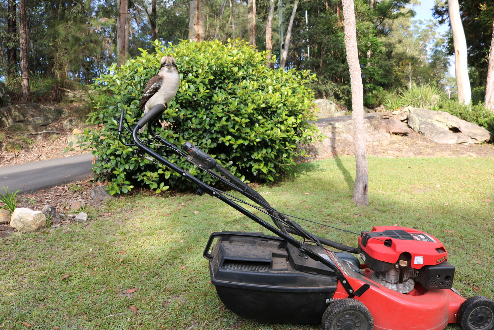 A Kookaburra sits on the handle of the lawn mower at rose seidler house