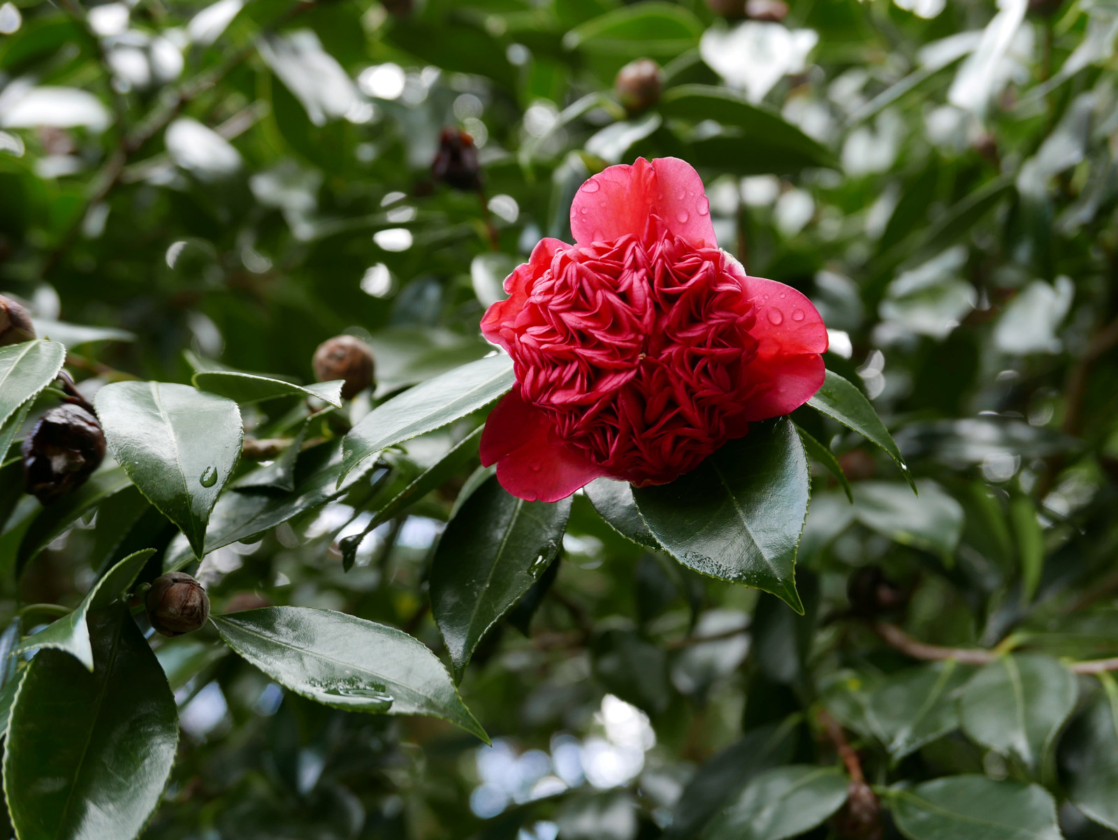 The double bloom of the waratah camellia at Vaucluse House