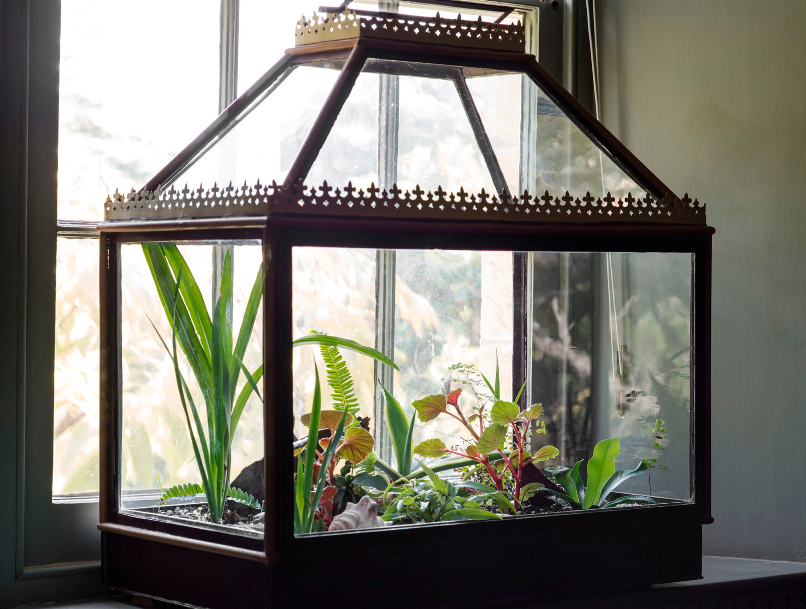 Glass Wardian Case at Vaucluse House , used to transport and display plants and ferns