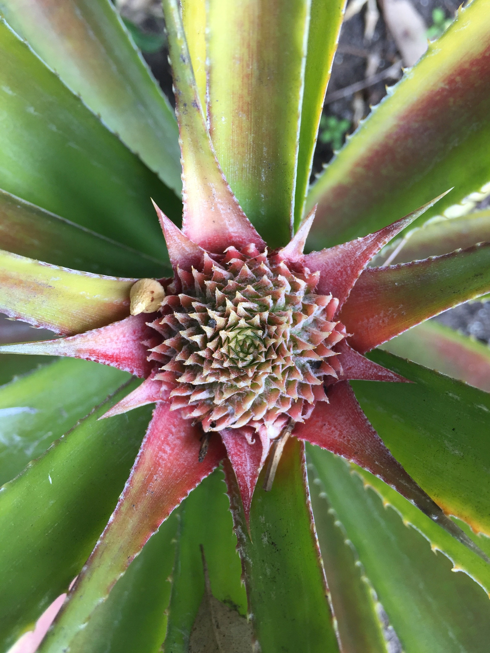 Close up image of the pineapple infloresence in the Vaucluse House Kitchen Garden