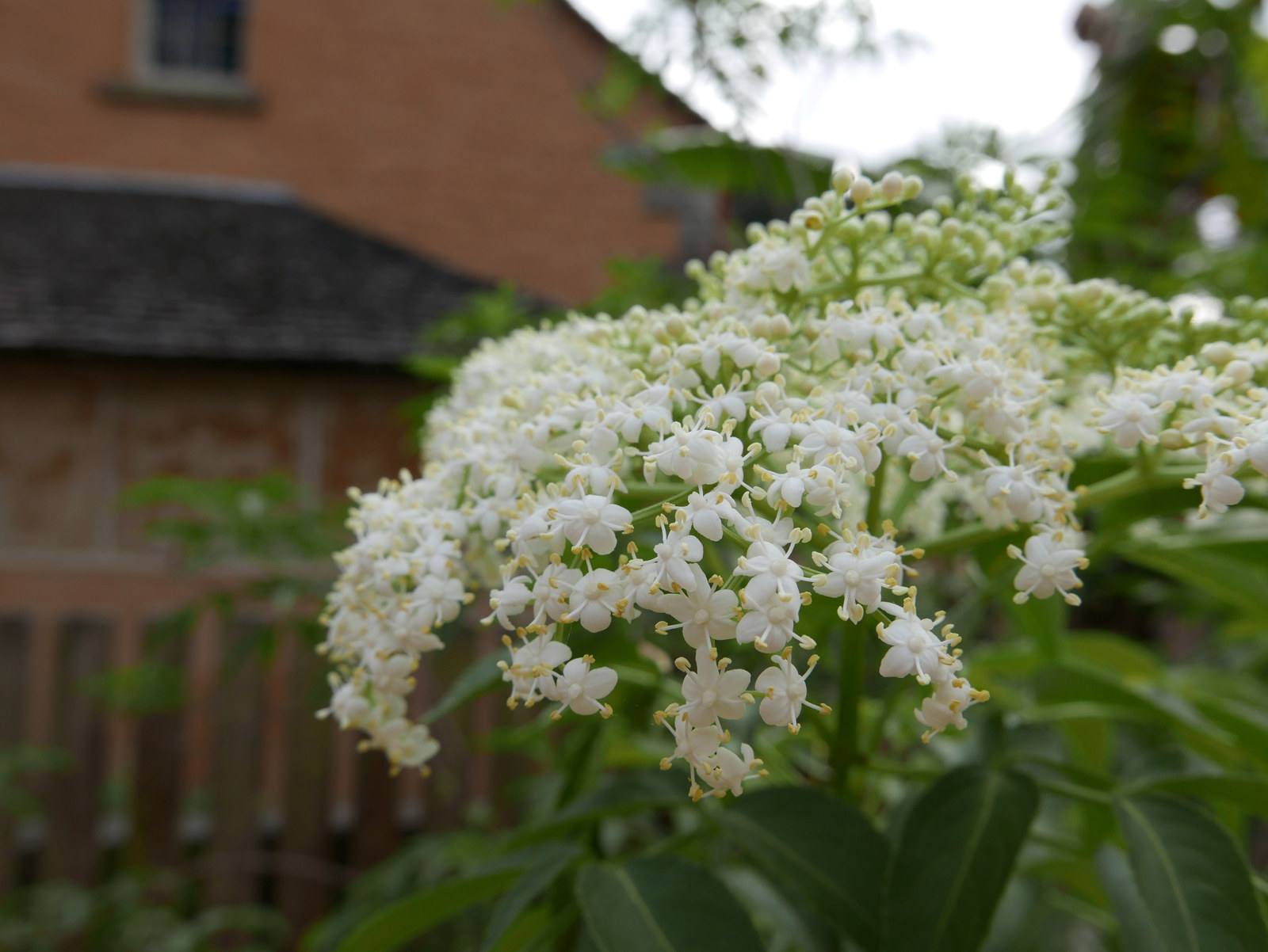 The white flowers of the elderberry at Vaucluse House
