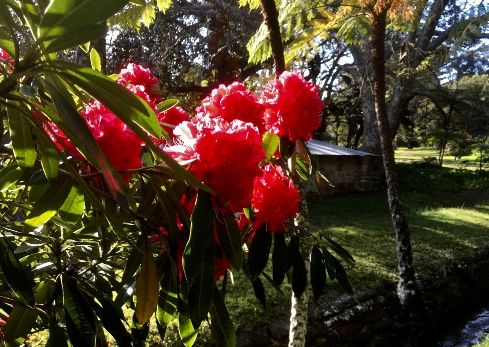 Vaucluse House Rhododendron with its red/pink flowers is a spectacle to see.