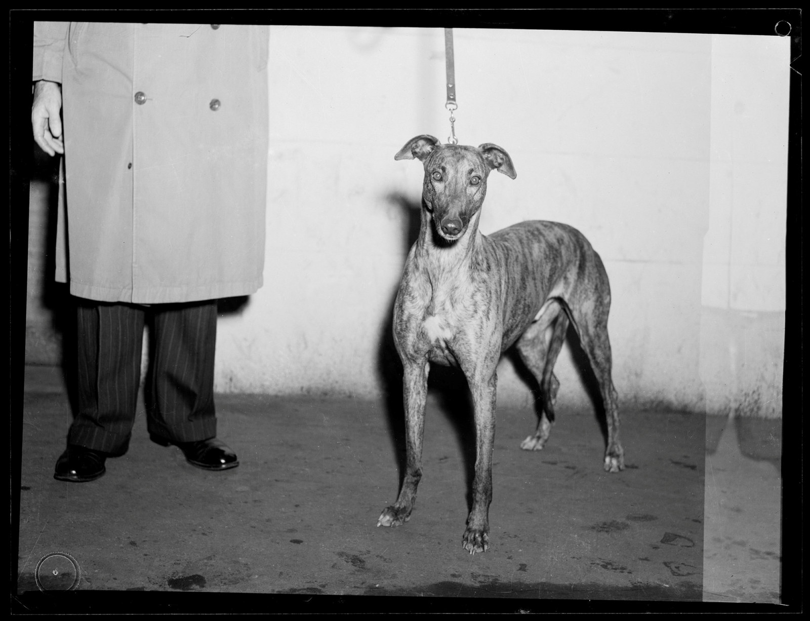 Black and white photo of greyhound on leash being held by man, whose coat and trousers are all that is visible.