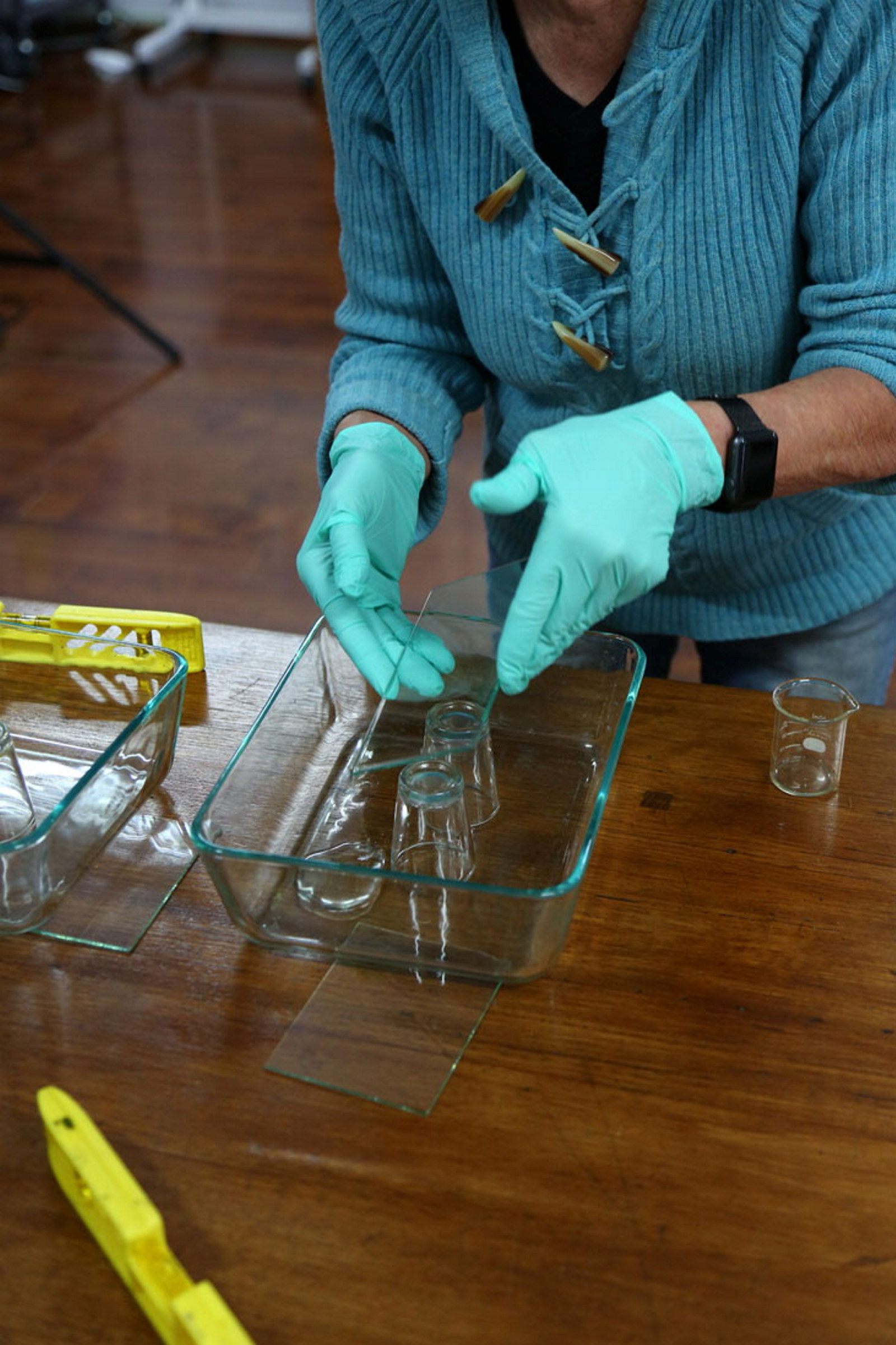 Pair of blue gloved hands working with glass plates.