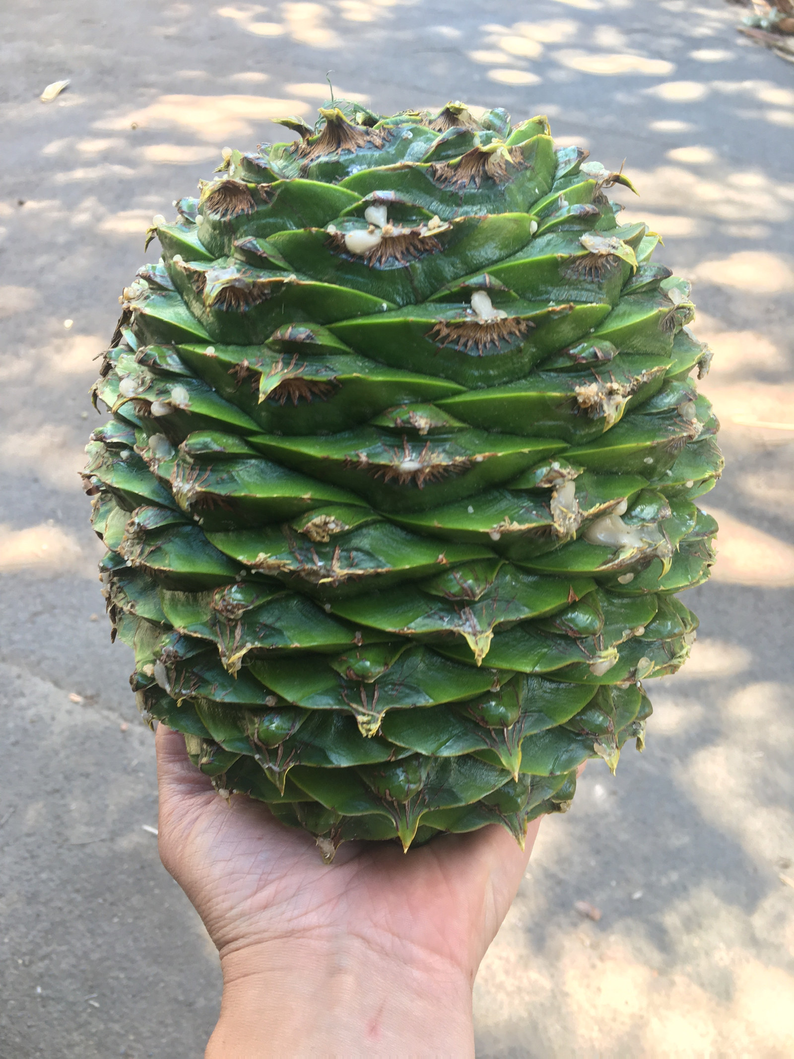 The large size of the Bunya cone is show in the hand of Steve Halliday