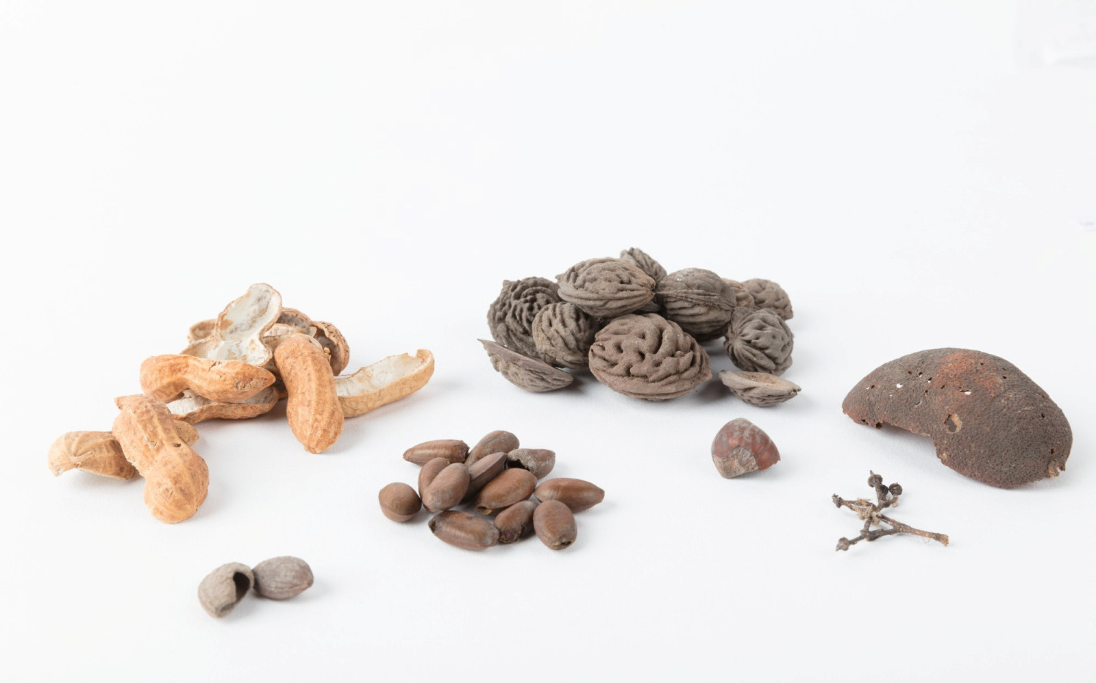 Collection of nuts, seeds and fruit which includes peanut shells, peach seeds, orange peel, a hazelnut shell, plum seeds and a grape stem