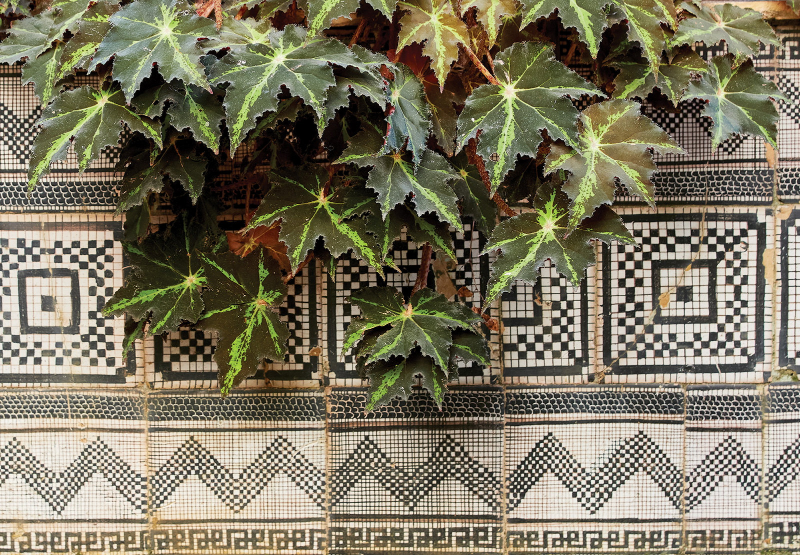 Plants with intricately tiled floor.