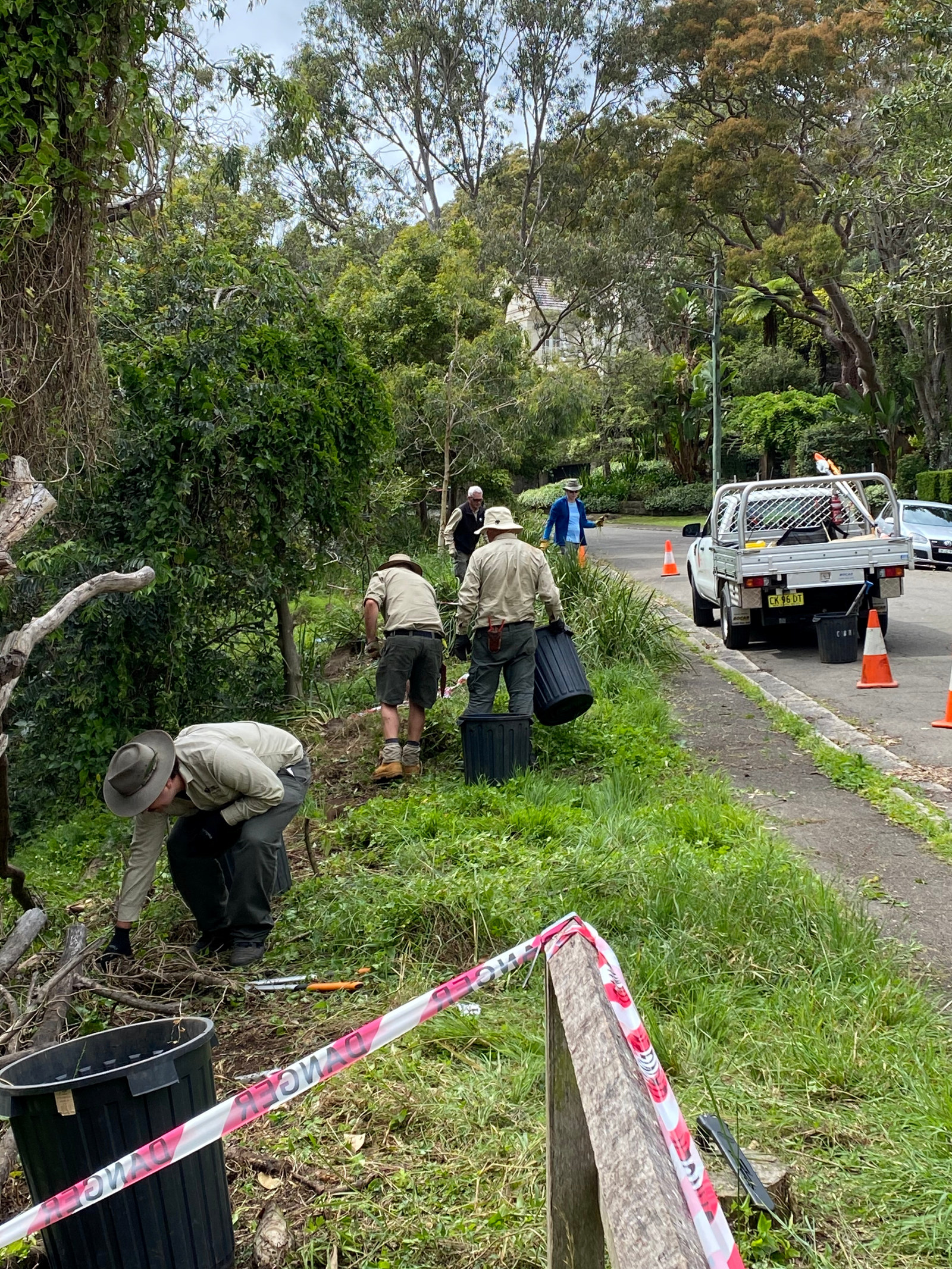 Sydney Living Museums staff work together in the bush to remove unwanted weed species. the team load waste into buckets then onto the Ute parked on the street to the right.