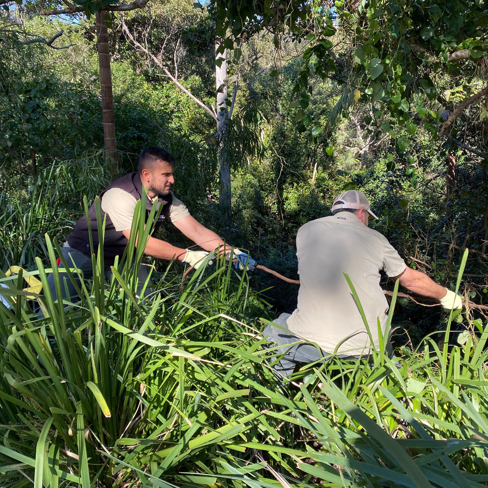 Two men pull a large vine from the Bush at Vaucluse House