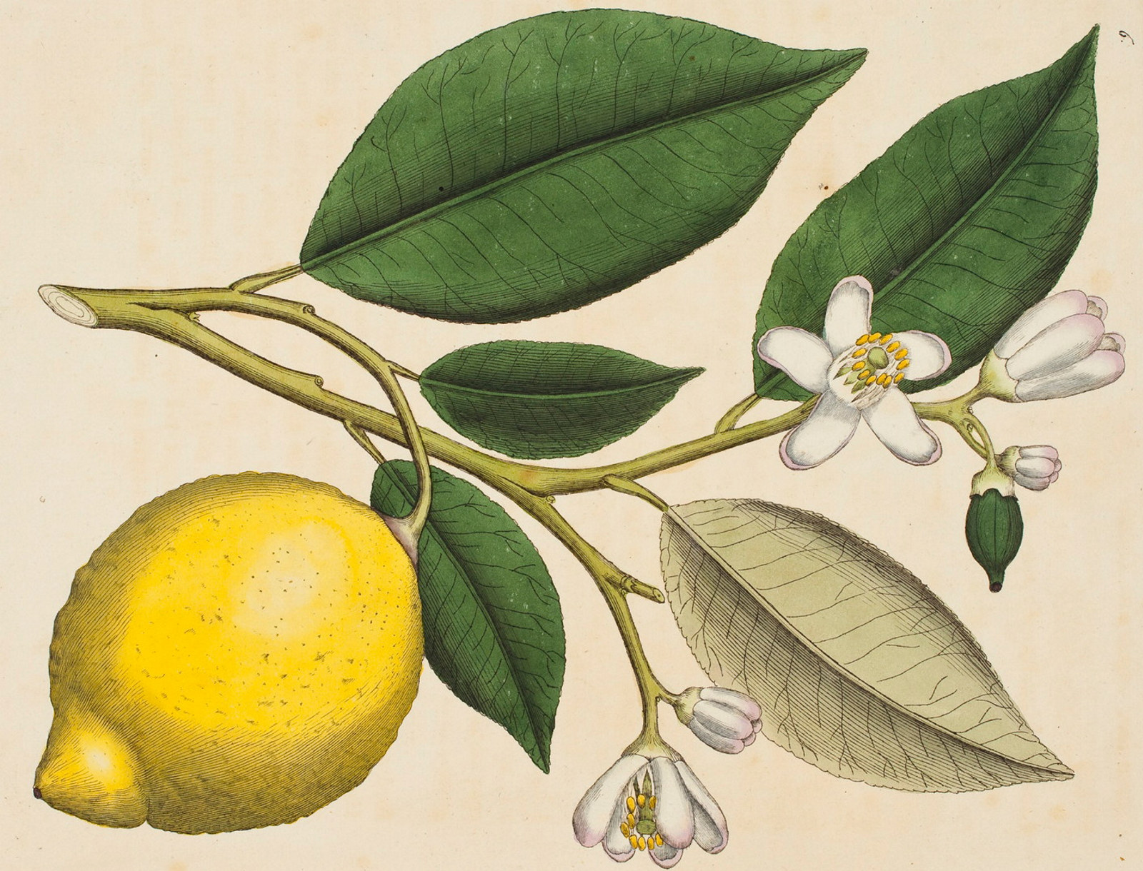 Hand-coloured image of branch of tree with leaves, lemon and flowers.