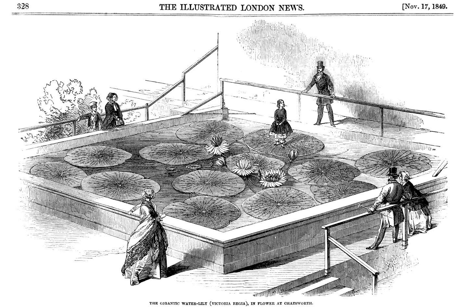 A drawing in the Illustrated London Times showing a giant waterlily taking the weight of a little girl, with other people around the square pond.
