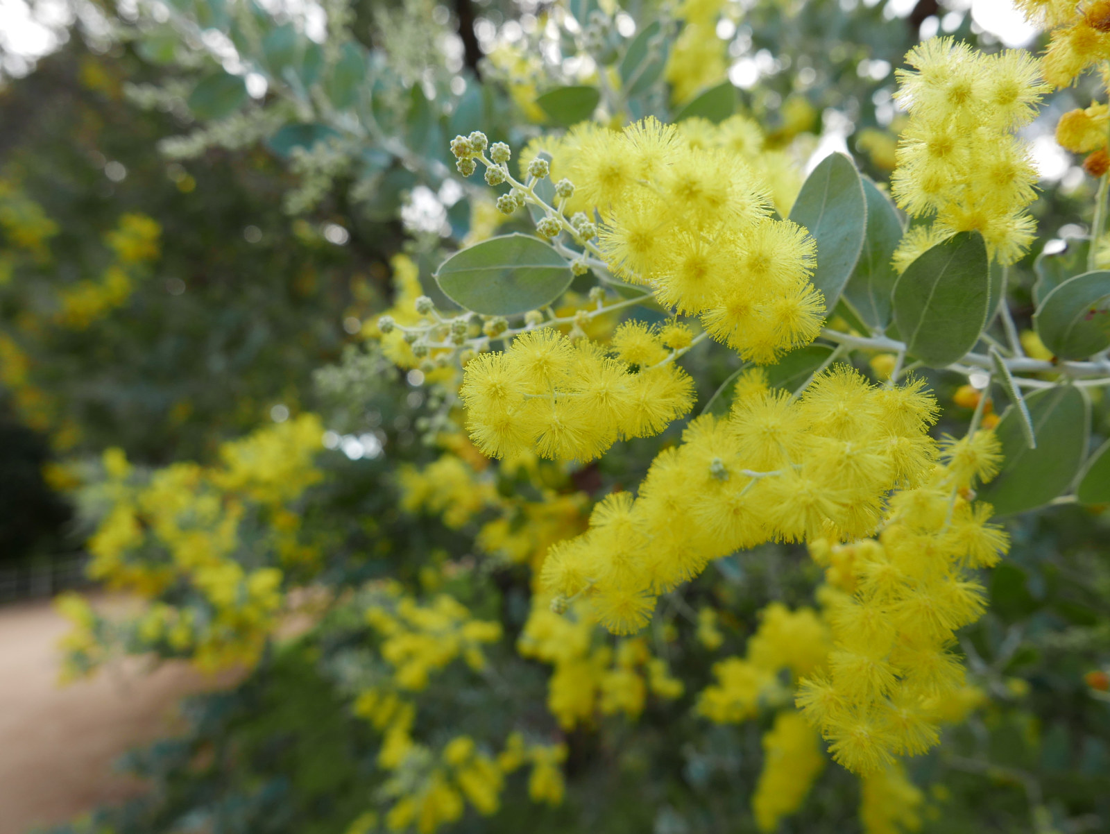 bright yellow blooms of the Queensland silver wattle at Vaucluse House