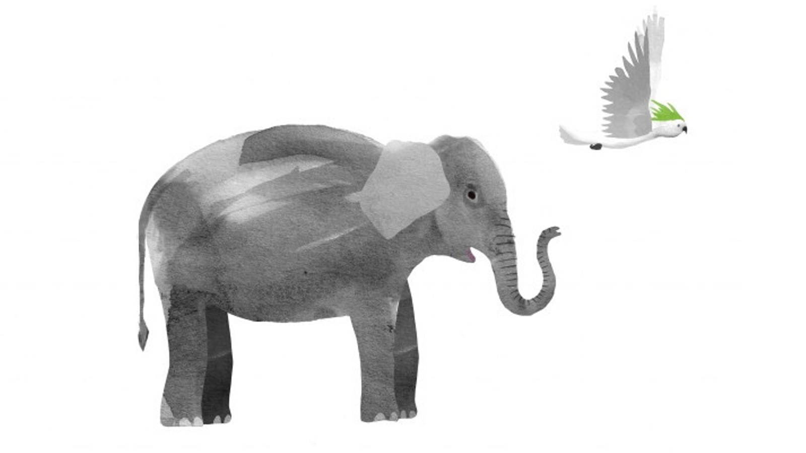 Illustration of elephant and cockatoo