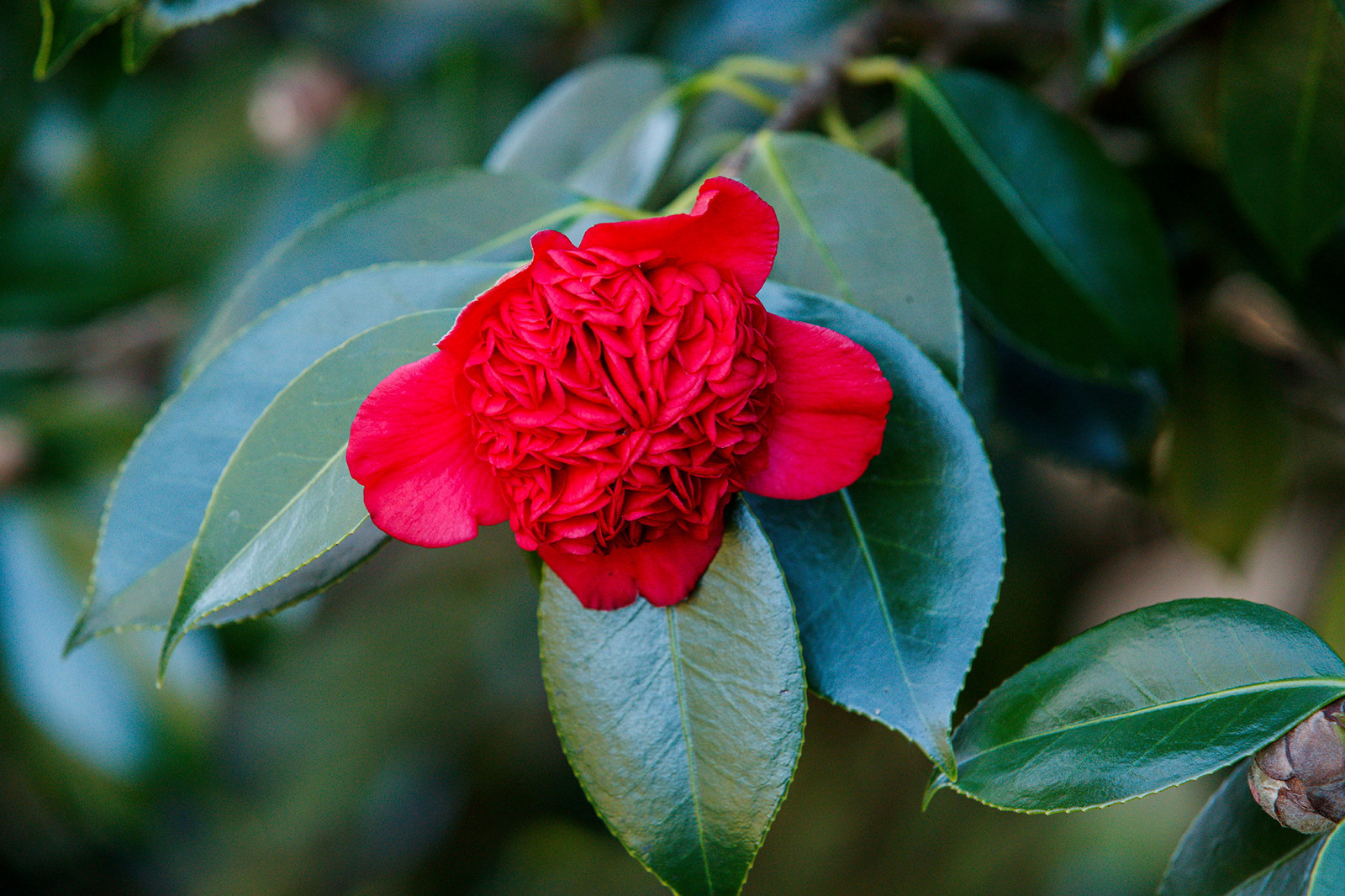 Vivid red waratah-shaped flower with large green leaves.
