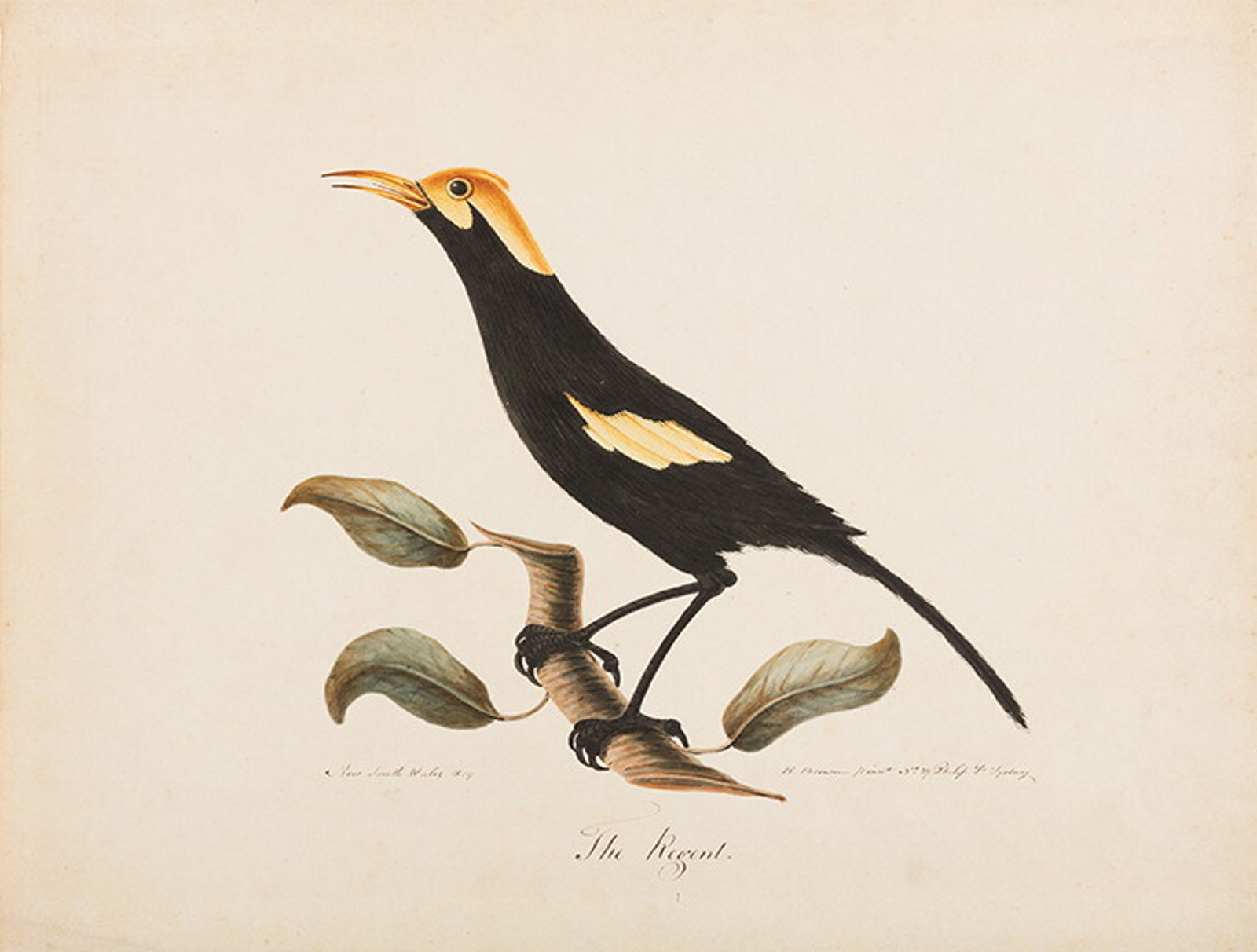 Illustration of black bird with golden crown and shoulders.
