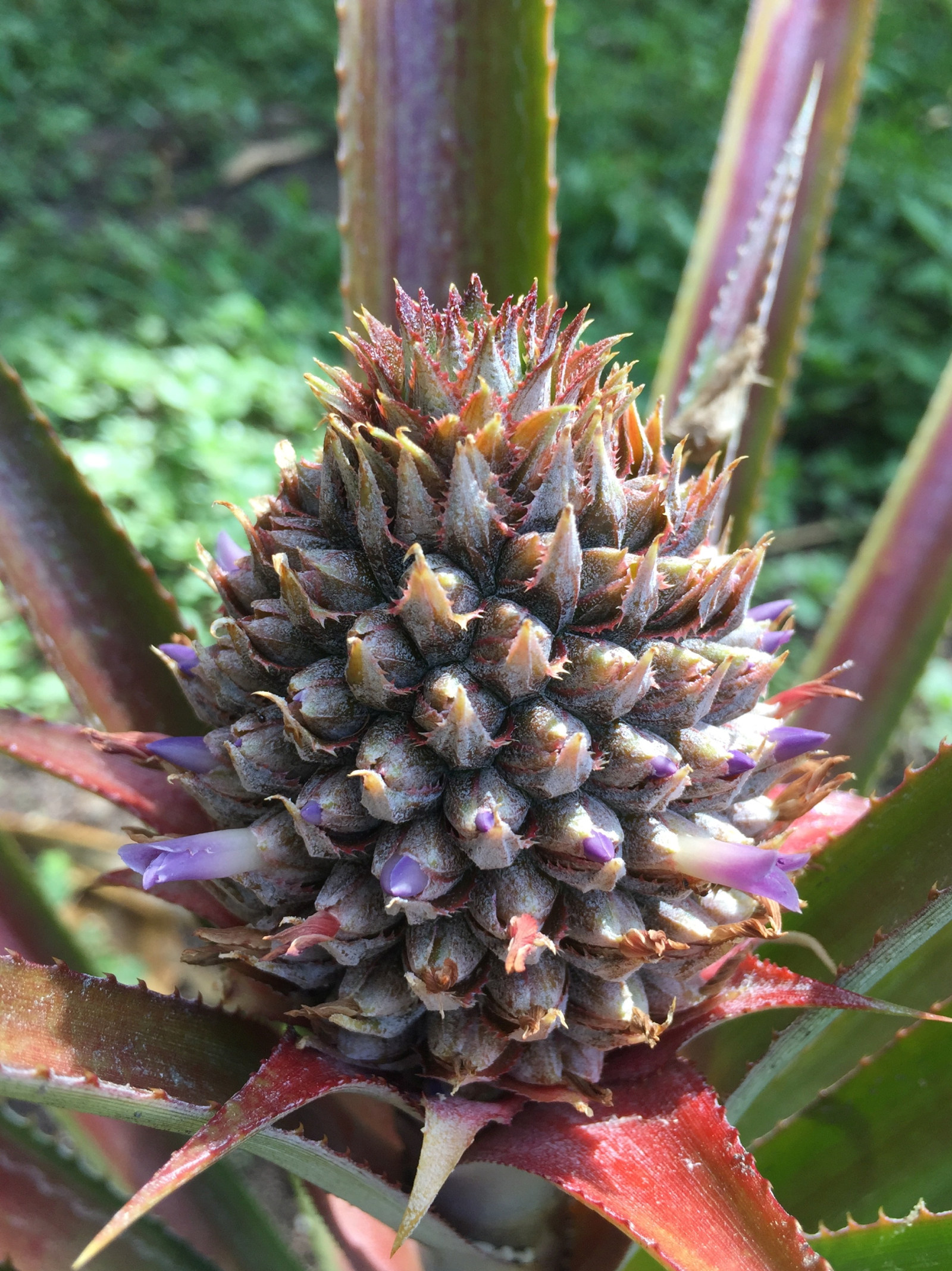 A close up image of the the Vaucluse House pineapple in flower