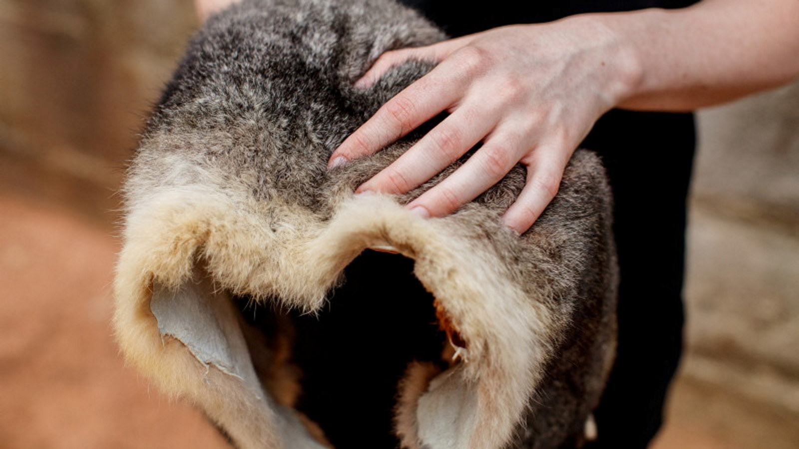 Closeup of furry skin being held by person's hands.