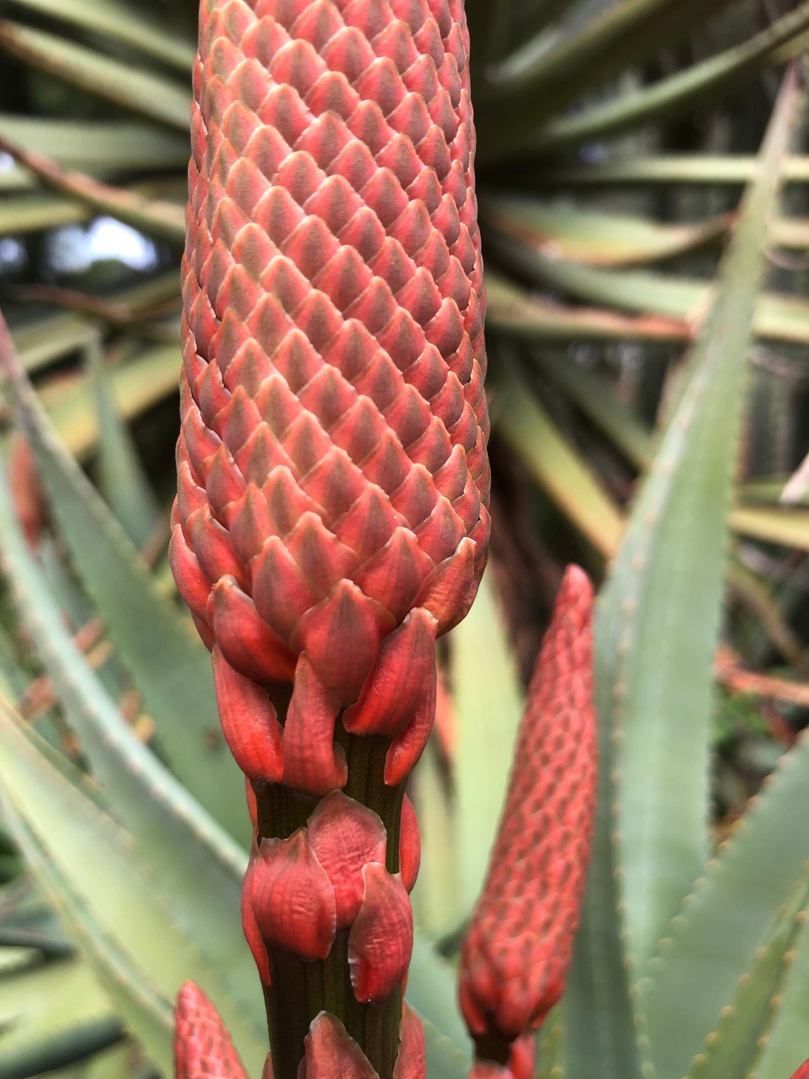 The dark red flower spike or inflorescence is under formed in this image of aloe arborescens.
