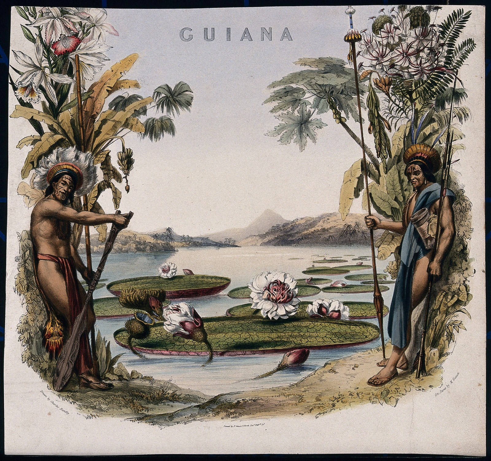 Coloured lithographic reproduction of an engraving by M. Gauci, c. 1814, after C. Bentley. Shows two men either side of the giant Victoria amazonica lily