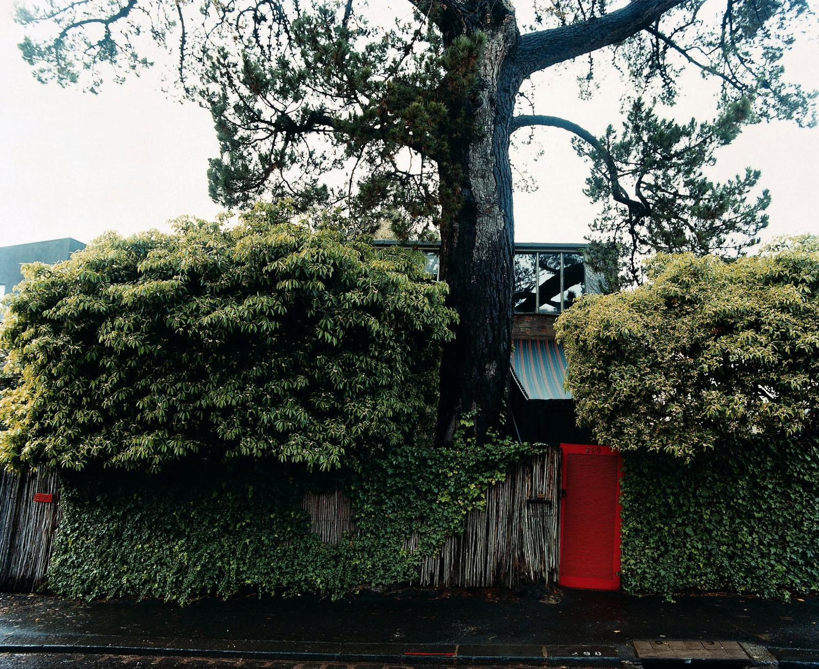 This is a colour photograph of a timber fence with a bright red gate. A house can be glimpsed between leafy trees and a tall pine tree