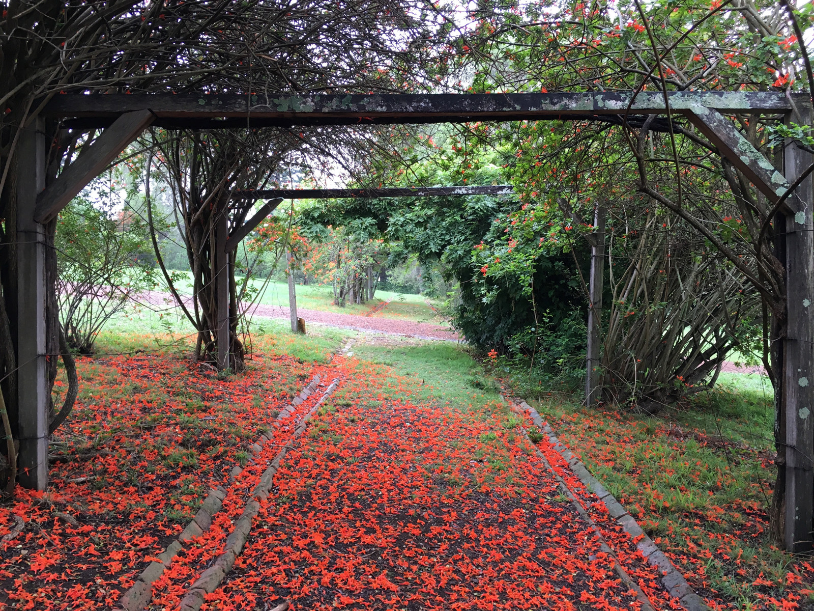 Fallen Tecoma flowers create a bright red carpet at Rouse Hill House and Farm