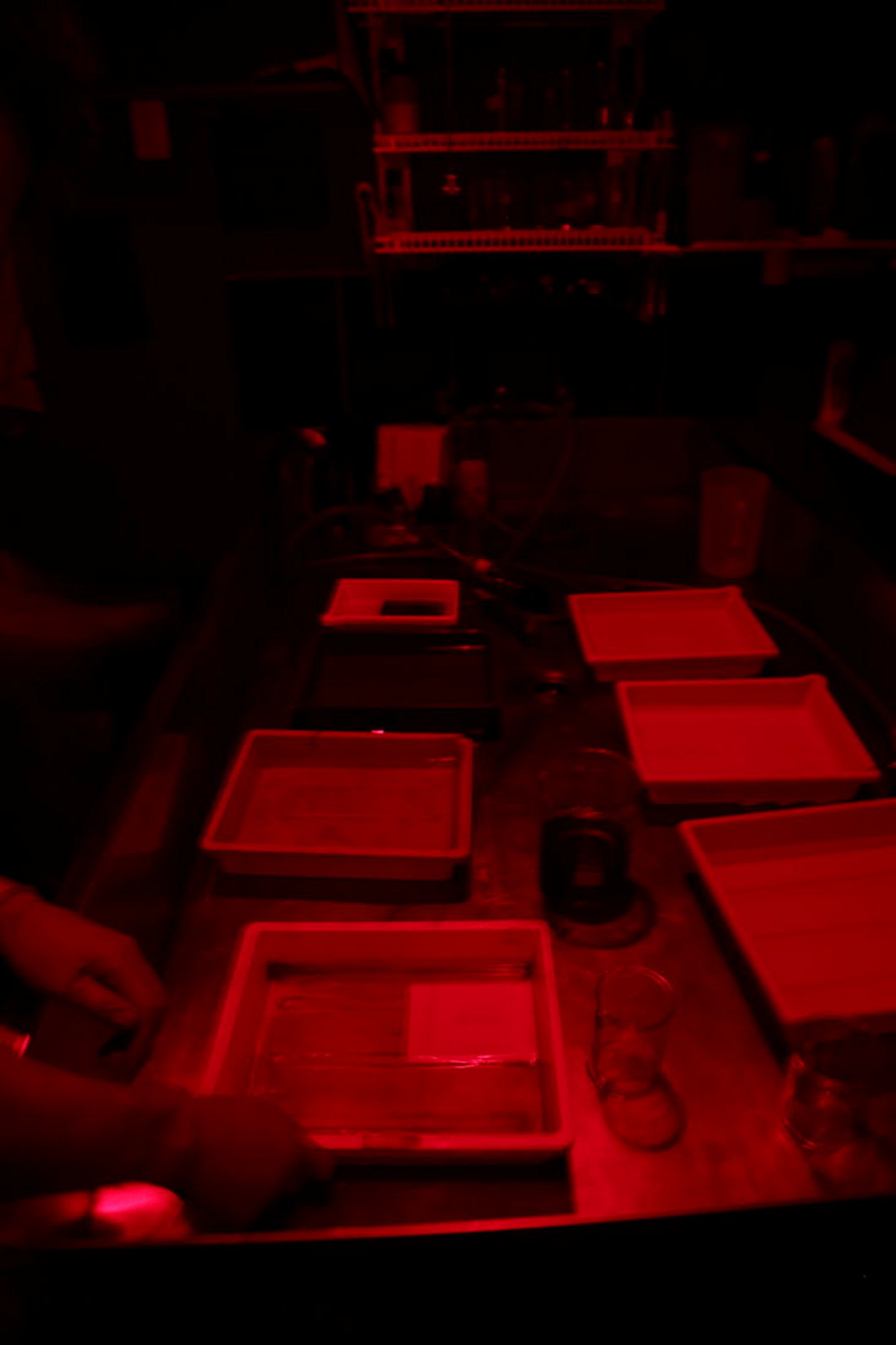 Red light over rows of trays.