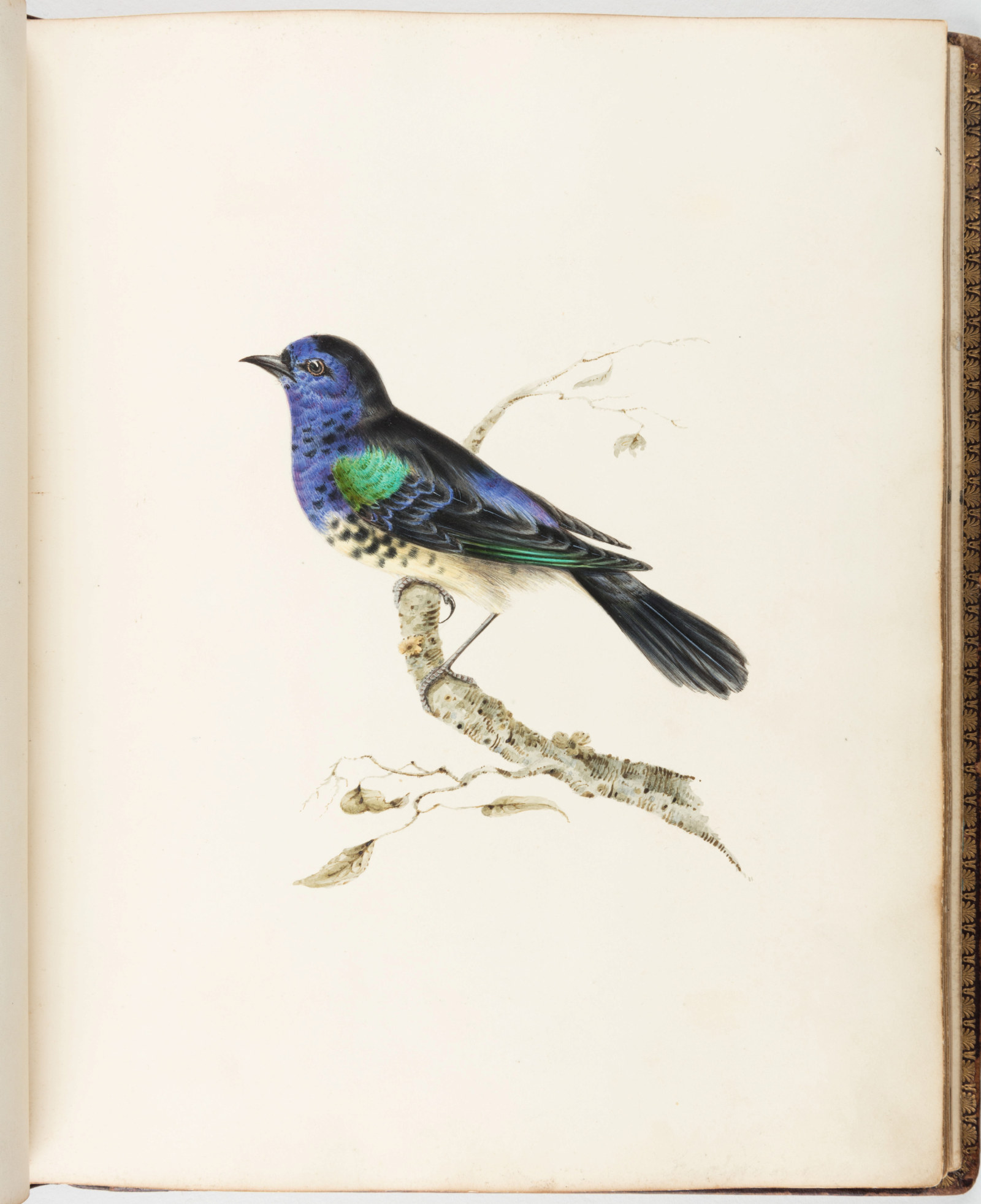 Illustration of a bird with blue and green feathers perched on a branch