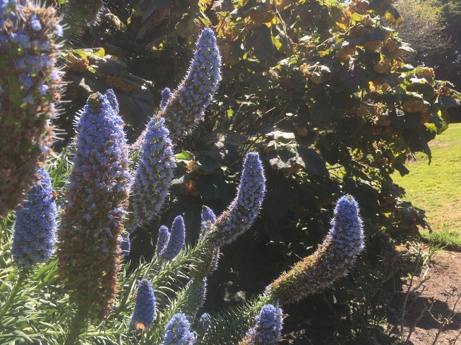 The Pride of Madeira in the pleasure at Vaucluse House shows of its blue flower spikes