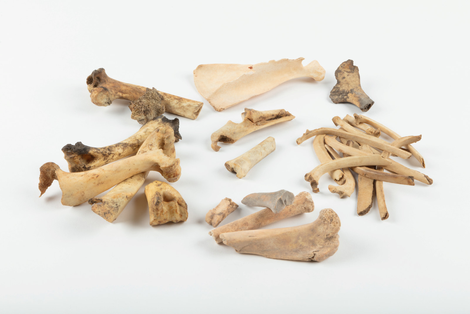 Assorted bones including sheep, goat and pig bones