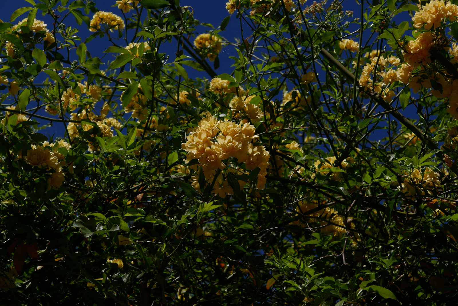 Yellow Banksia Rose on the arbour at Rouse Hill House and Farm