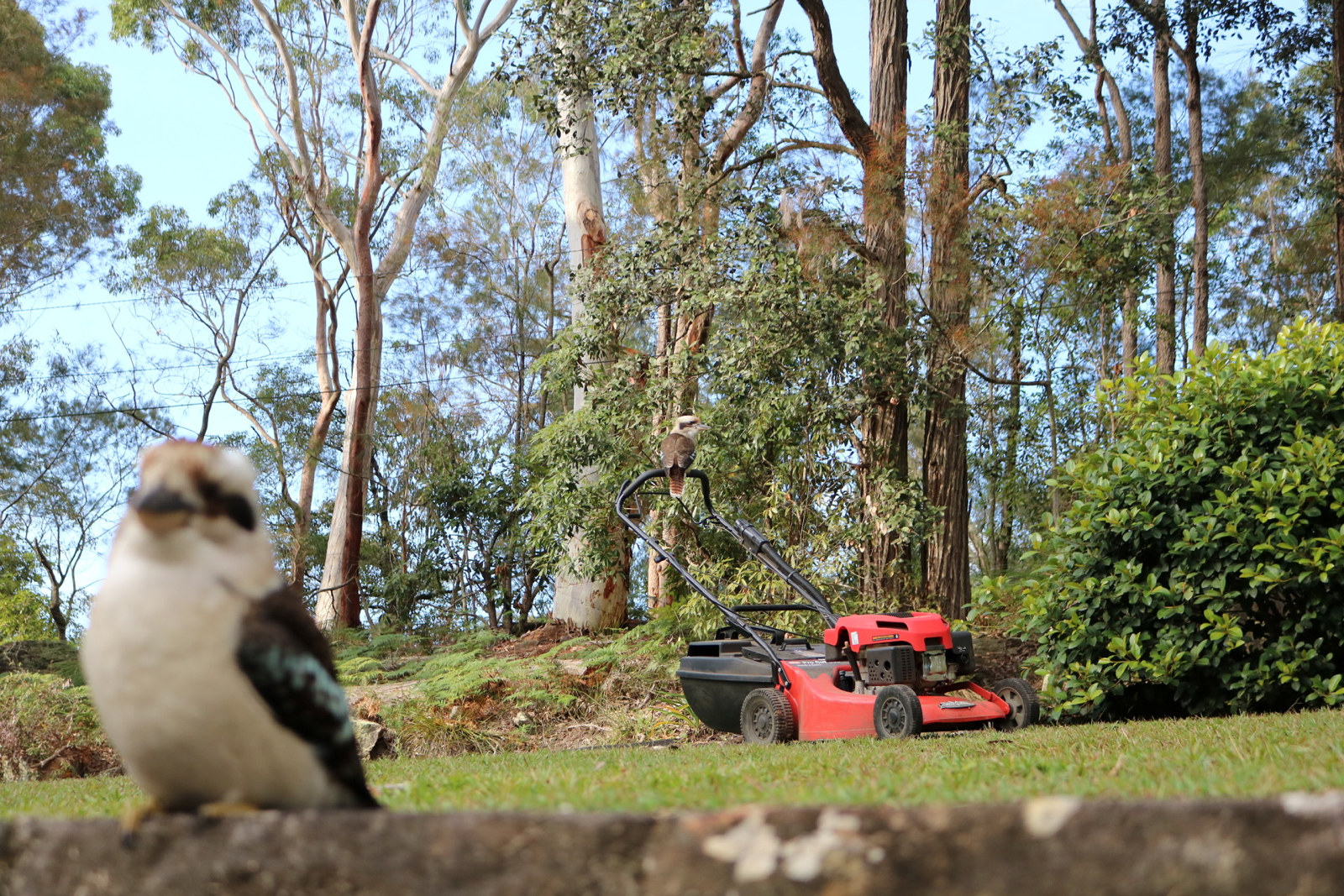 One kookaburra watches from atop the mower thwe other on the wall at rose seidler house
