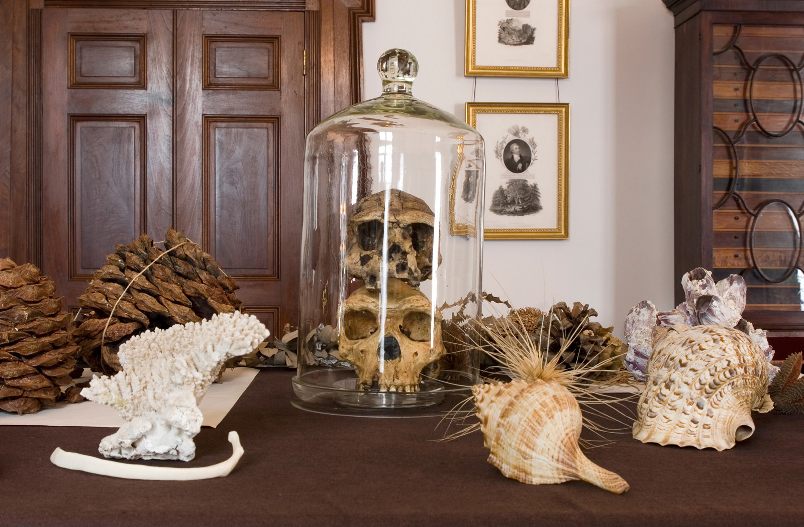 Skulls and other objects positioned as a 19th century display.