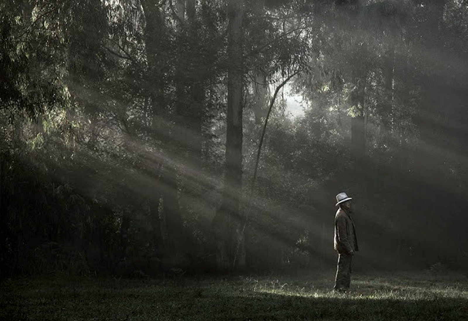 Stylised photo, mid shot of man in suit and white hat with sunbeams peaking through the trees