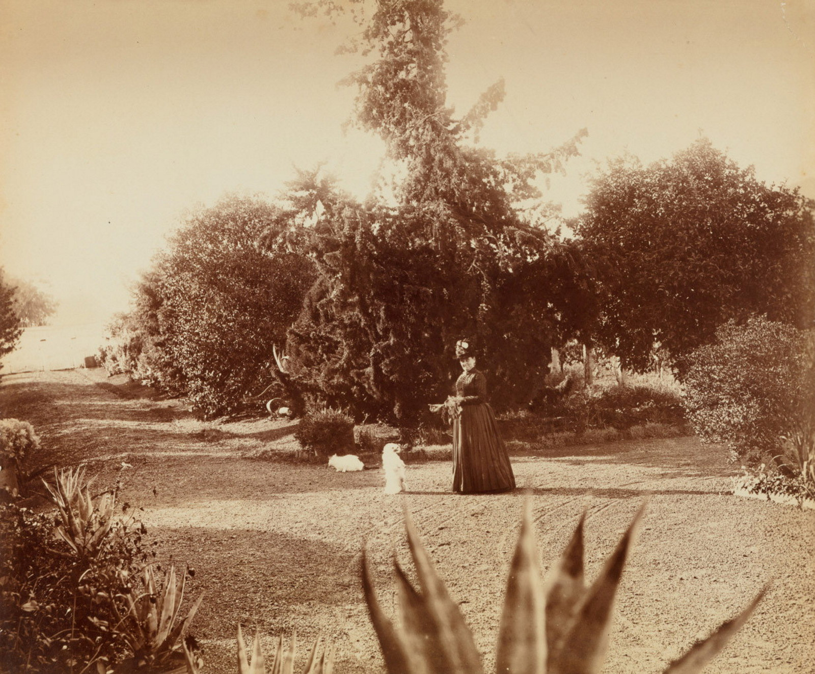 First panel in a five part photographic panorama of Turanville near Scone / photograpjed by Joseph Check, 1889
