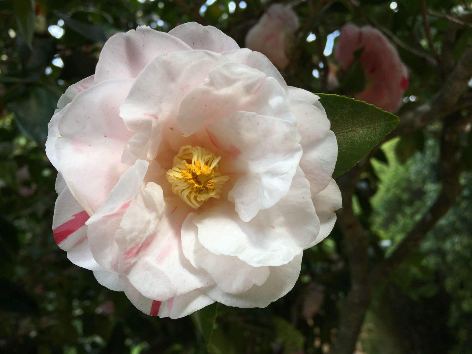 Camellia japonica 'Jean Lyne' at Vaucluse House