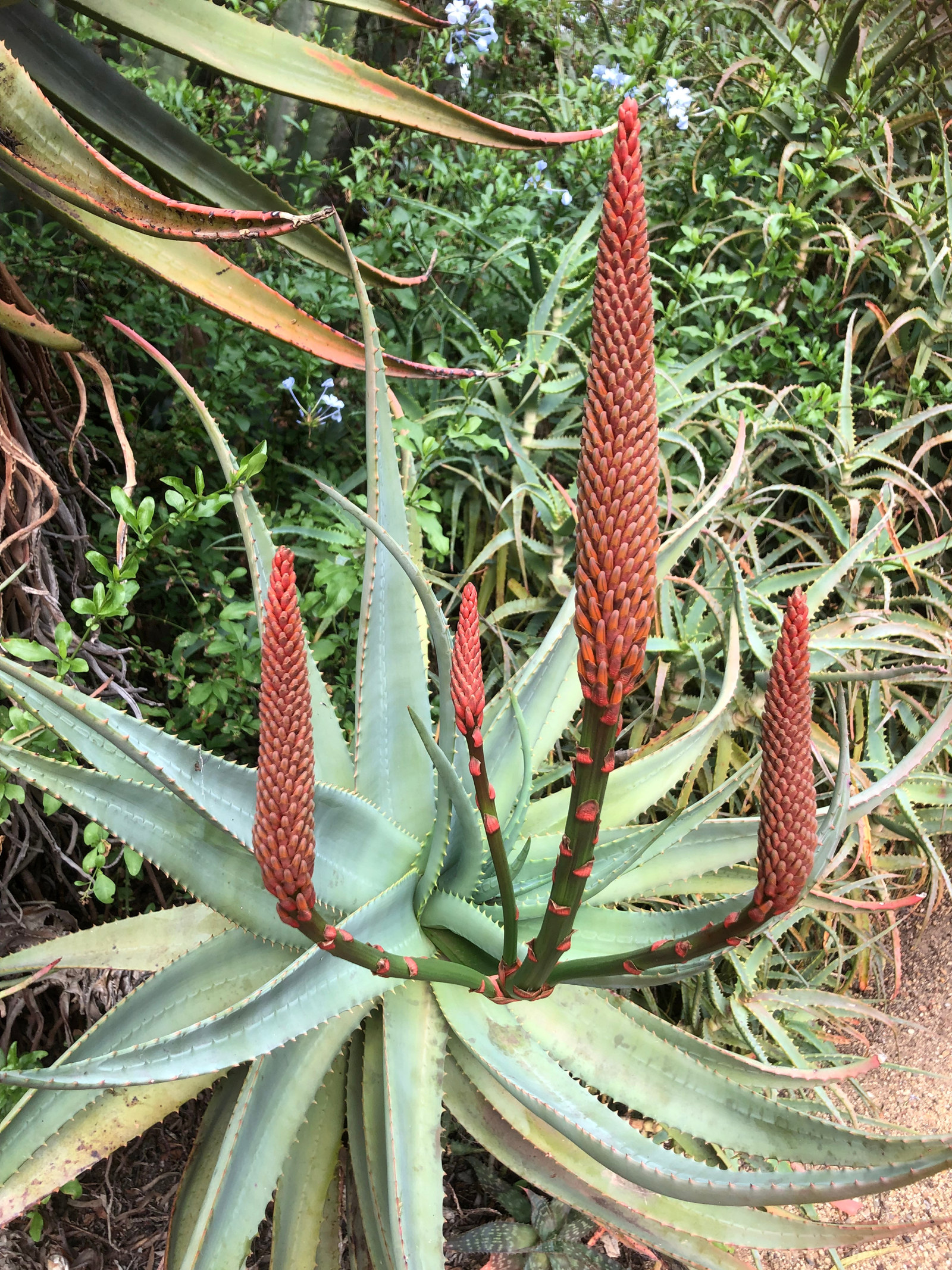 Aloe arborescens with its pale green spiky foliage and red-orange flower spikes.