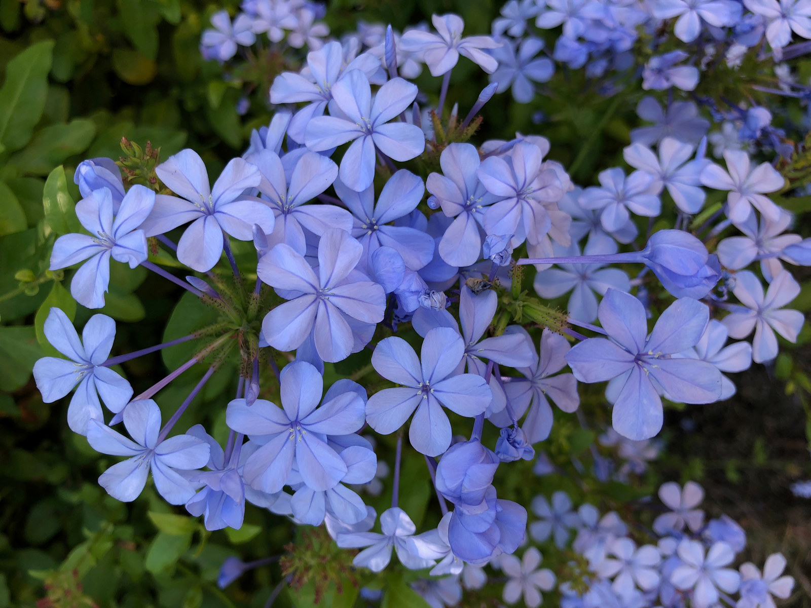 Plumbago (Plumbago capensis) in flower at Vaucluse House