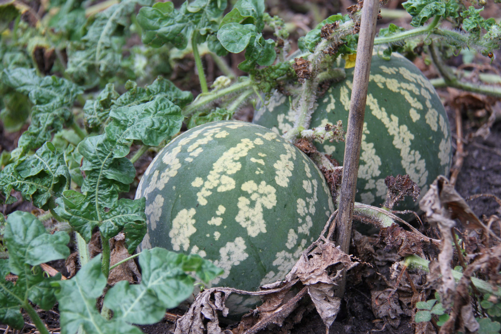 Photograph of a large green melon on a dark green background