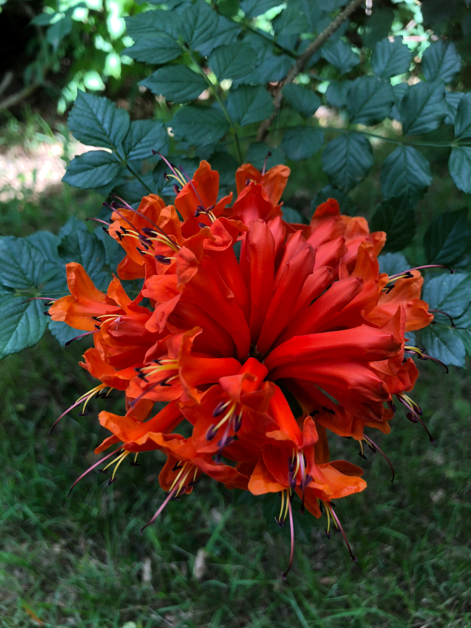close up image of the orange-red flowers of the tecoma