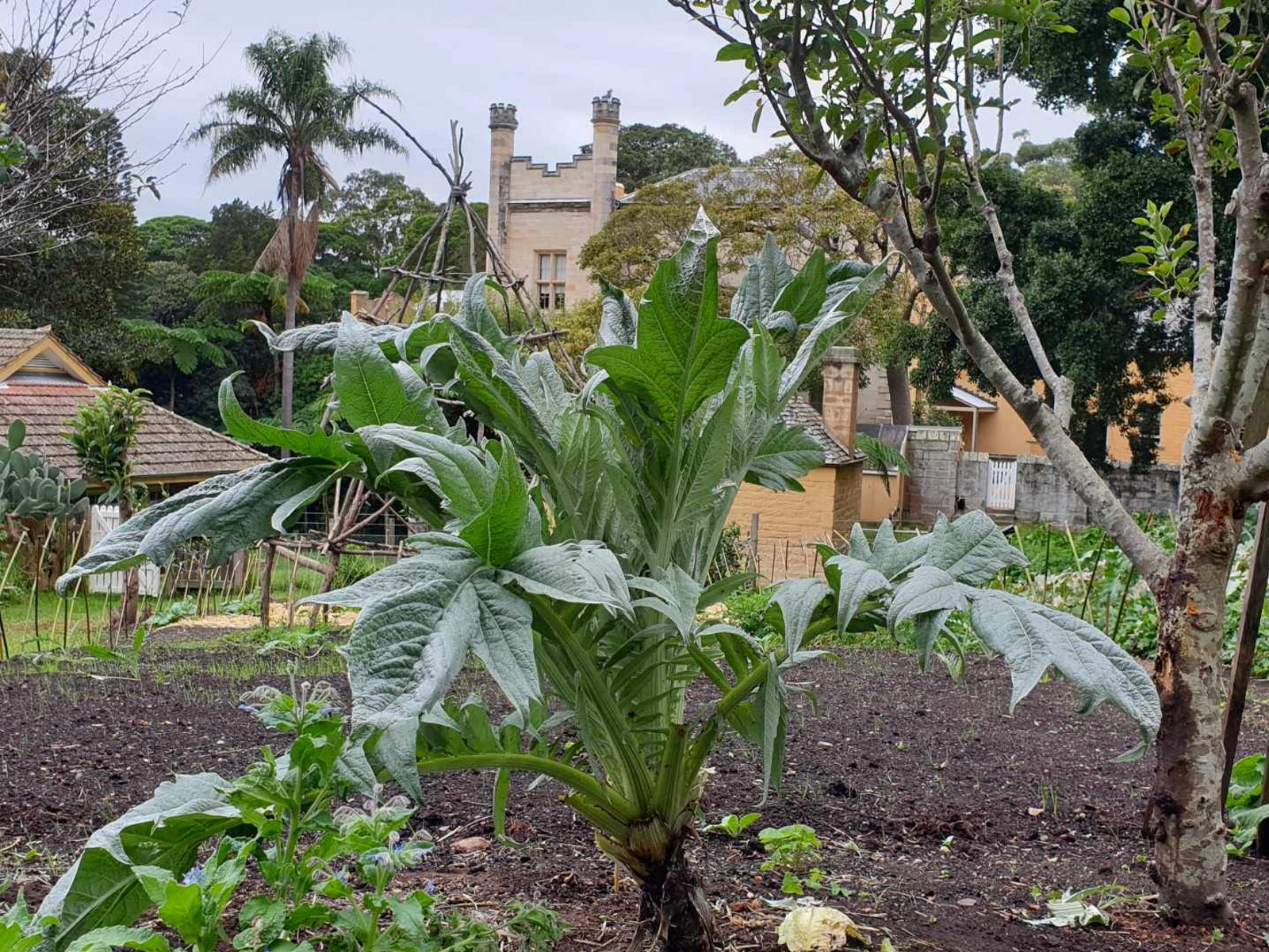 Large leafy green plant with house in background.
