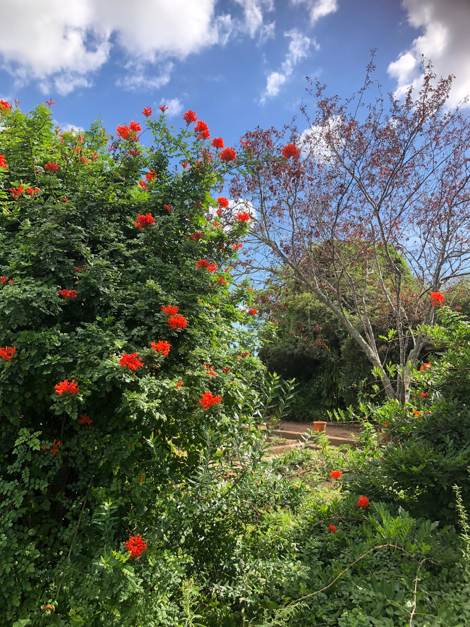 the foreground shows the red-orange blooms of the Tecoma capensis with the contrasting purple foliage of the purple plum tree.